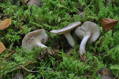 Lactarius uvidus