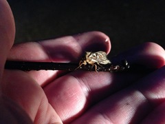 Korscheltellus fusconebulosa