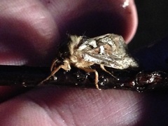 Korscheltellus fusconebulosa