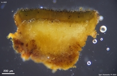 Dermea prunastri