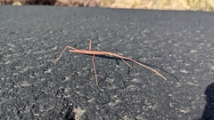 Phasmatinae