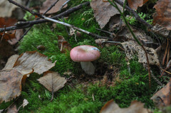 Russula betularum