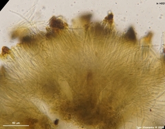 Dermea prunastri