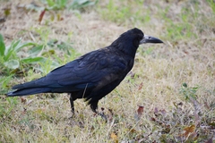 Corvus frugilegus