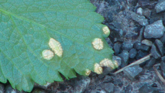 Puccinia smyrnii
