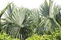 Sabal mauritiiformis