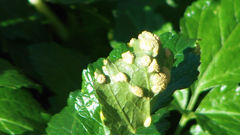 Puccinia smyrnii