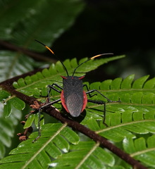 Laminiceps