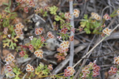 Trachymene cyanopetala
