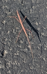 Phasmatinae
