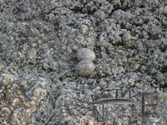 Chordeiles acutipennis