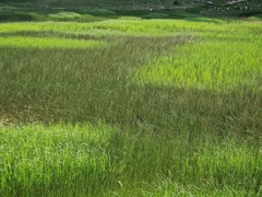 Equisetum fluviatile