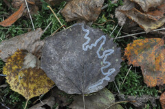 Phyllocnistis labyrinthella