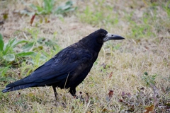 Corvus frugilegus