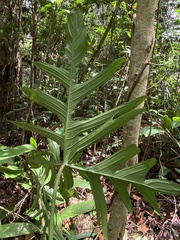 Philodendron pedatum