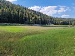 Equisetum fluviatile