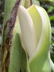Philodendron pedatum