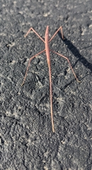 Phasmatinae