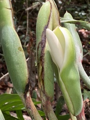 Philodendron pedatum