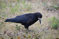 Corvus frugilegus