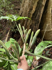 Philodendron pedatum