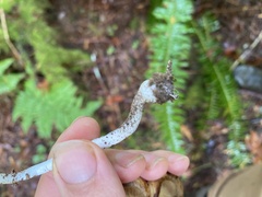 Lepiota castaneidisca