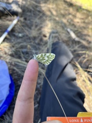 Papilionoidea