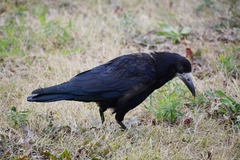 Corvus frugilegus