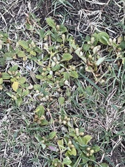 Alternanthera pungens