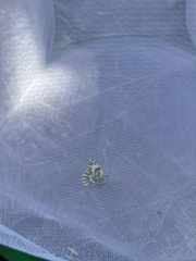 Papilionoidea