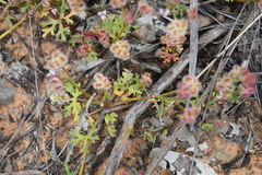 Trachymene cyanopetala