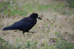 Corvus frugilegus