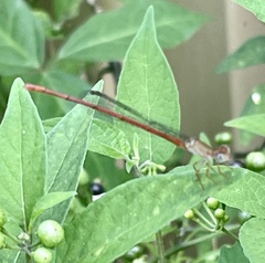 Argiocnemis rubescens