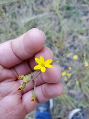 Croptilon divaricatum