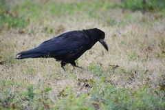 Corvus frugilegus