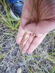 Croptilon divaricatum