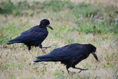 Corvus frugilegus