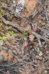 Trachymene cyanopetala