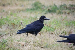 Corvus frugilegus