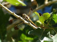 Libellula flavida