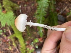 Lepiota castaneidisca