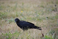 Corvus frugilegus