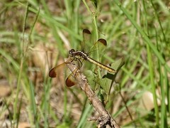 Libellula flavida