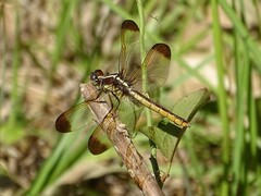Libellula flavida