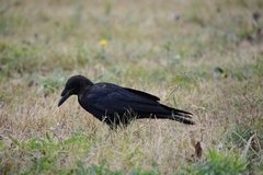 Corvus frugilegus