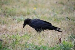 Corvus frugilegus