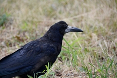 Corvus frugilegus