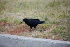 Corvus frugilegus