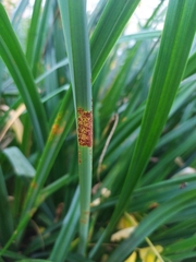 Puccinia