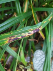 Puccinia